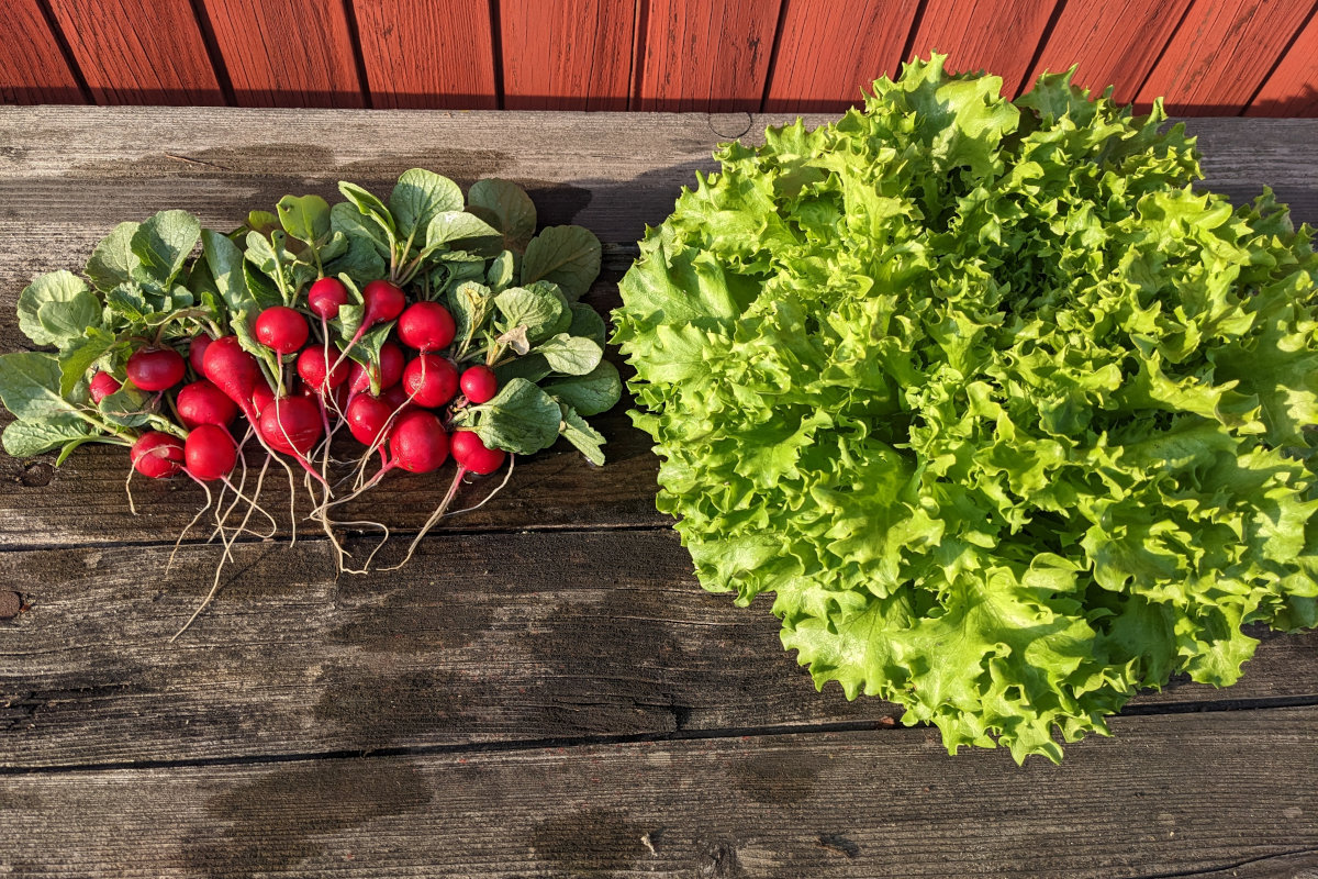 Foto Radieschen und Salat