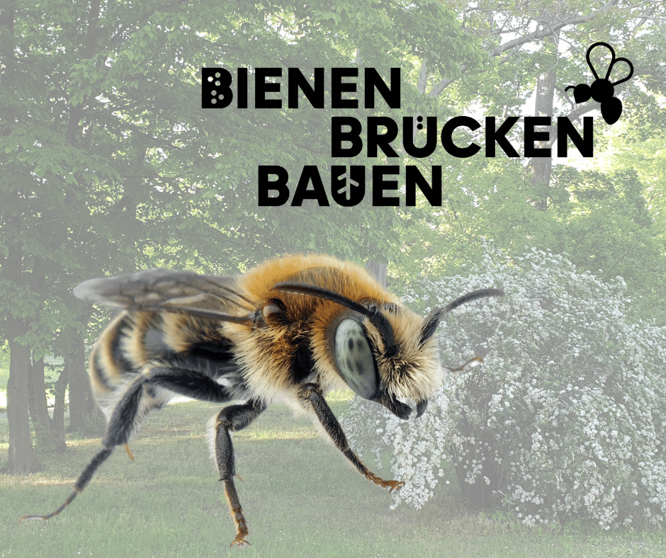 Spitzfühler Stängel Biene im Weißeritzgrünzug entdeckt