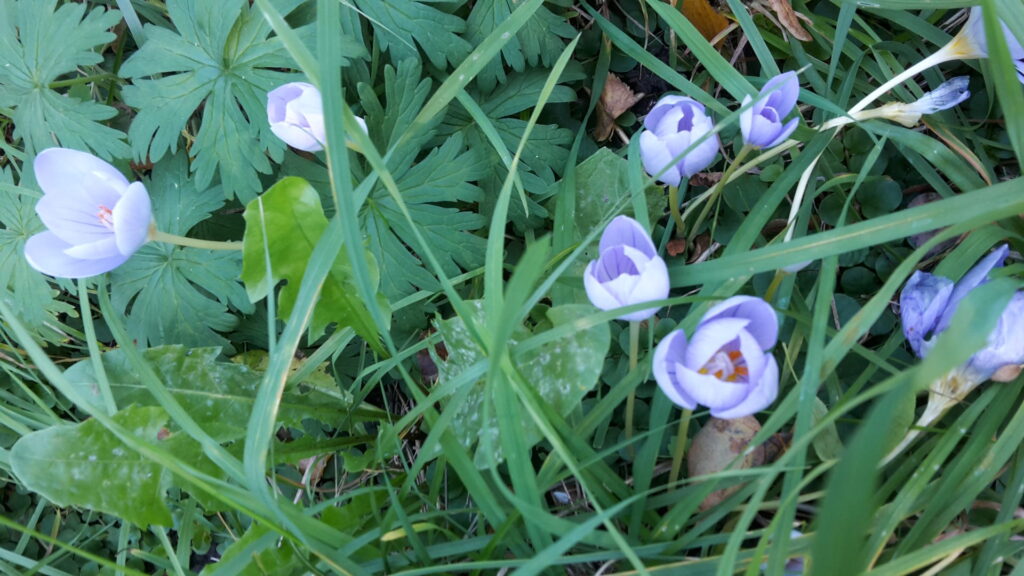 Herbstkrokusse, Ostragehege