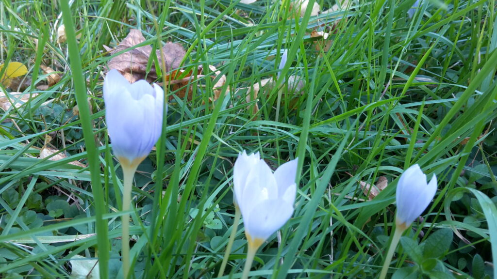 Herbstkrokusse, Ostragehege