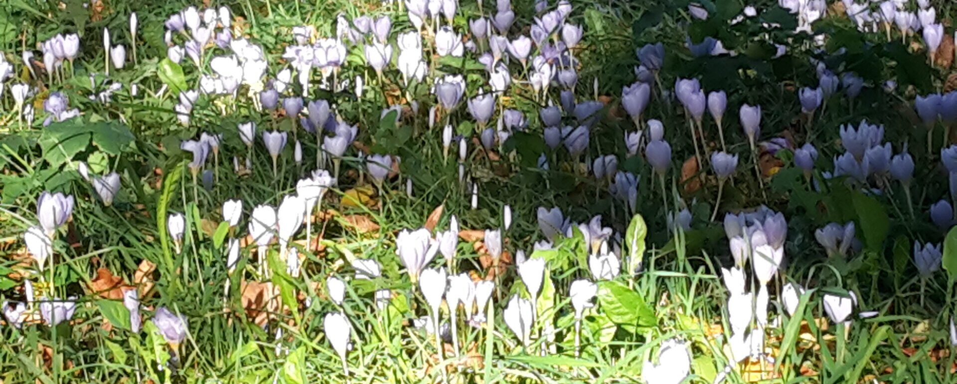 Herbstkrokusse, Ostragehege