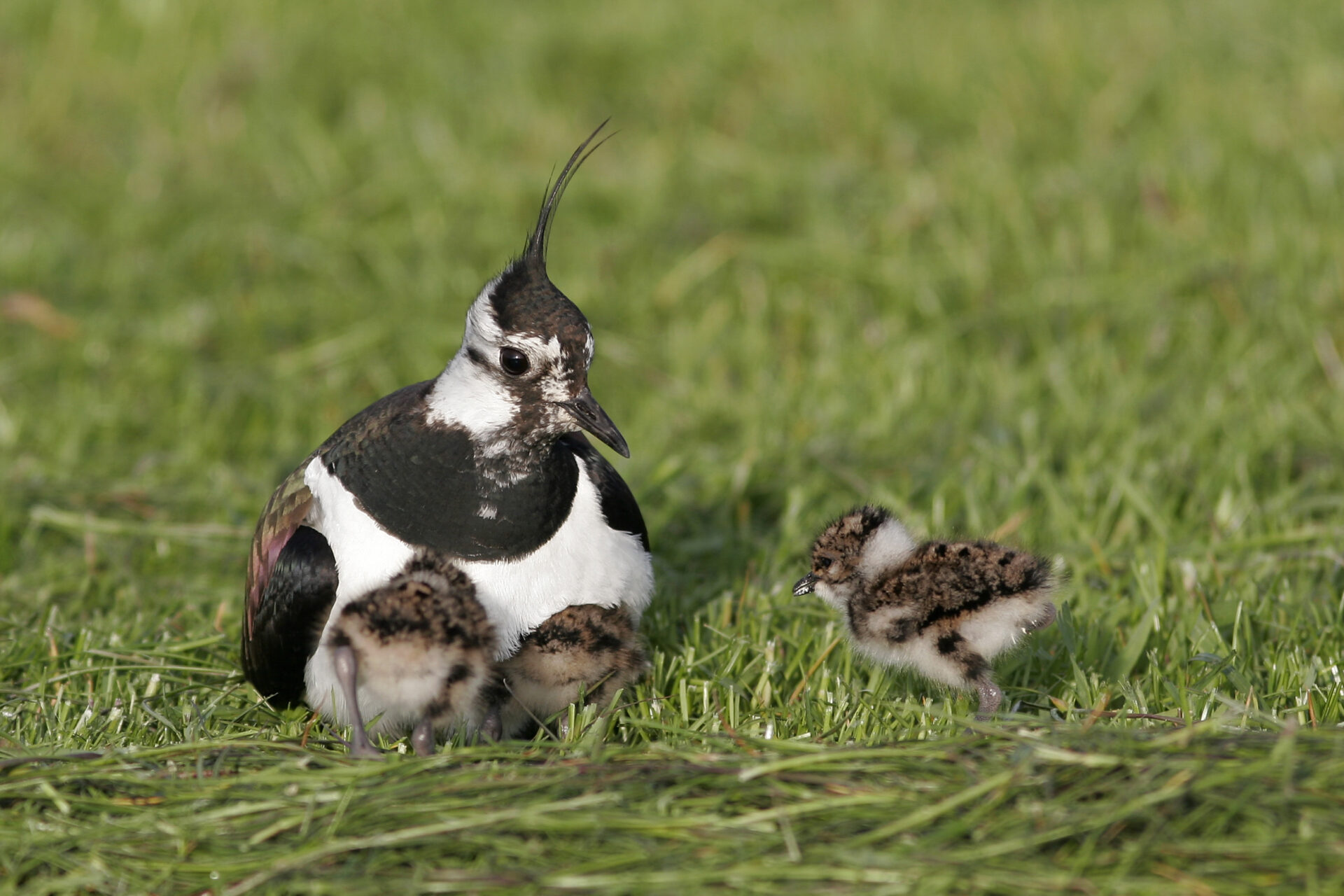 Vogel des Jahres