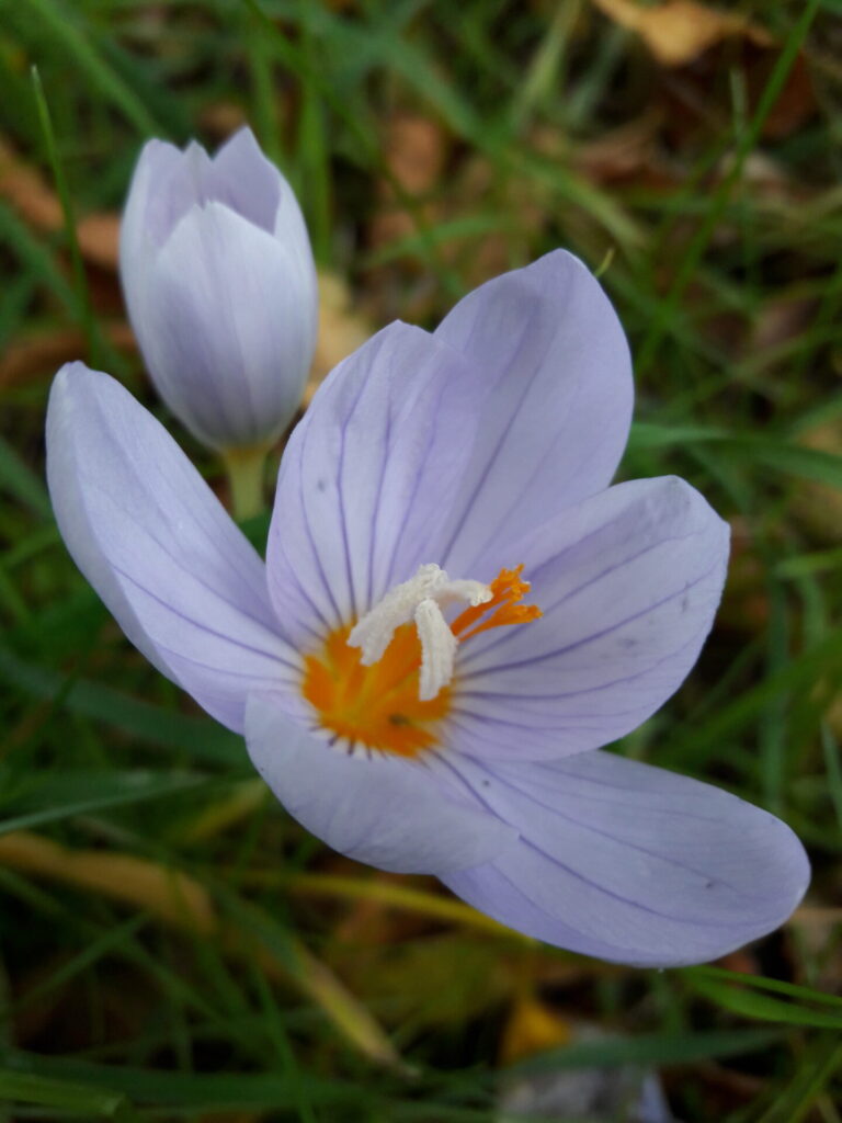 Herbstkrokusse, Ostragehege