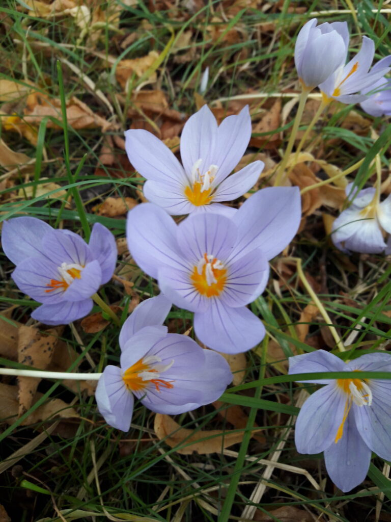 Herbstkrokusse, Ostragehege