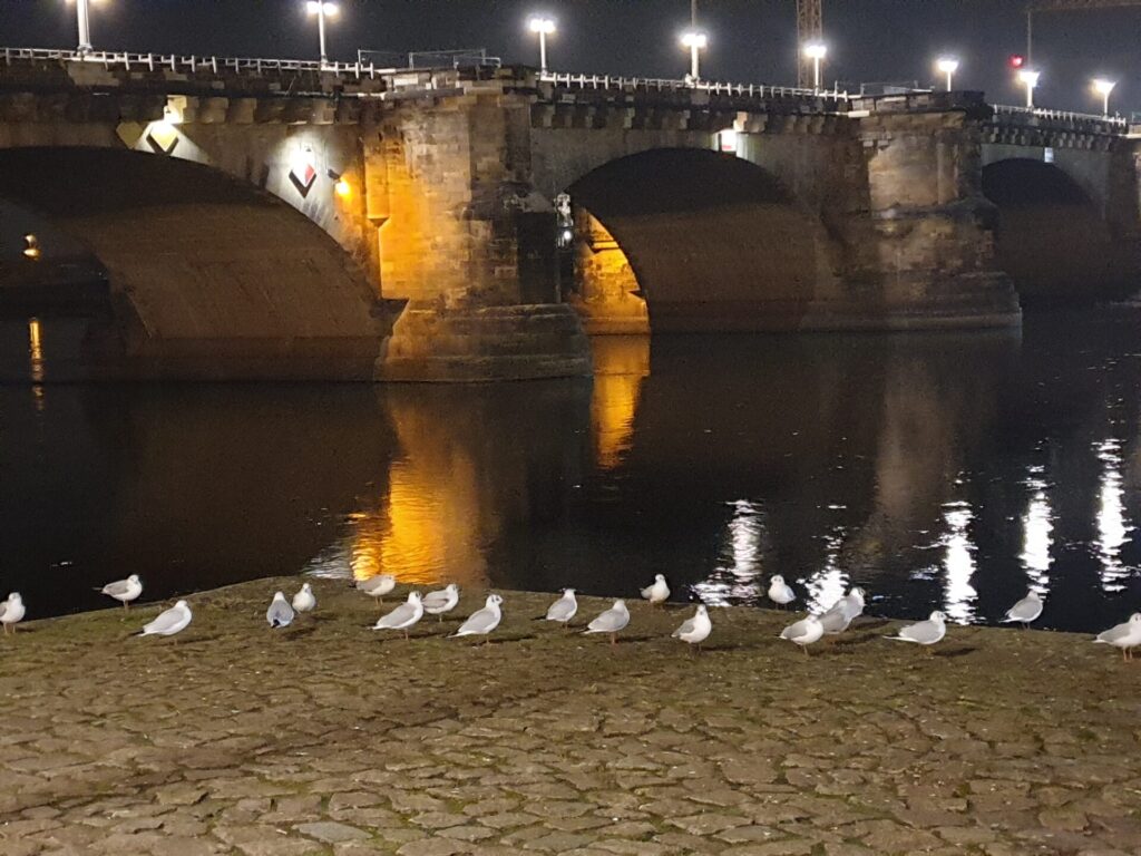 Feuerwerk lasst sich auch an der Elbe beobachten, Möwen an der Elbe unter der Augustusbrücke