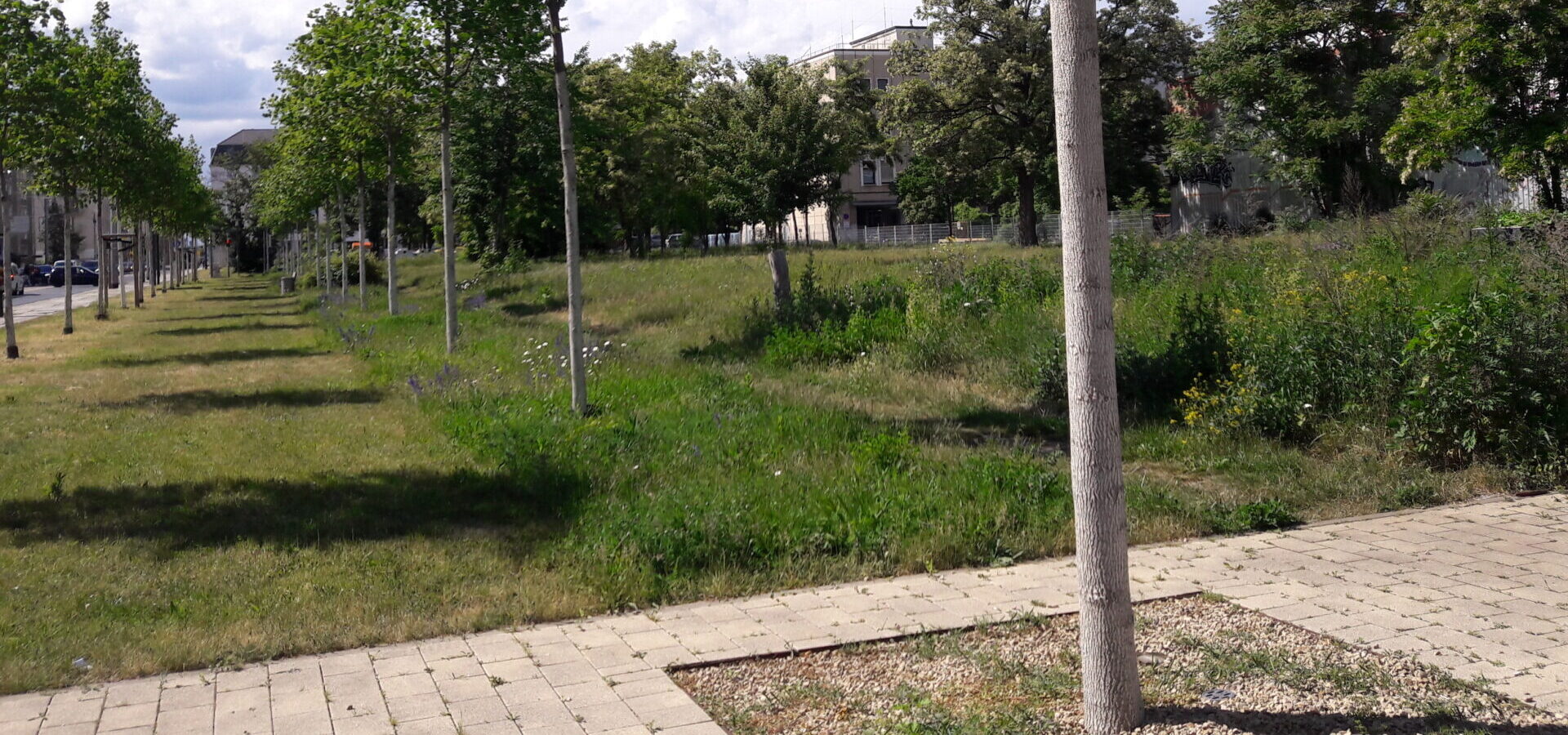 Bäume, Giesen