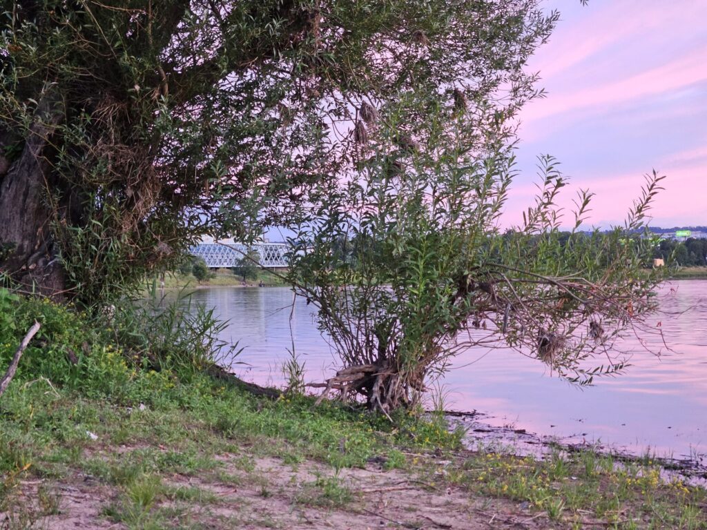 Die Elbe im Sonnenuntergang mit romantischem Baum im Sommer
