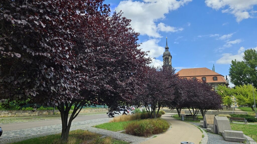 Freiberger PLatz mit Kirschpflaumenbäumen