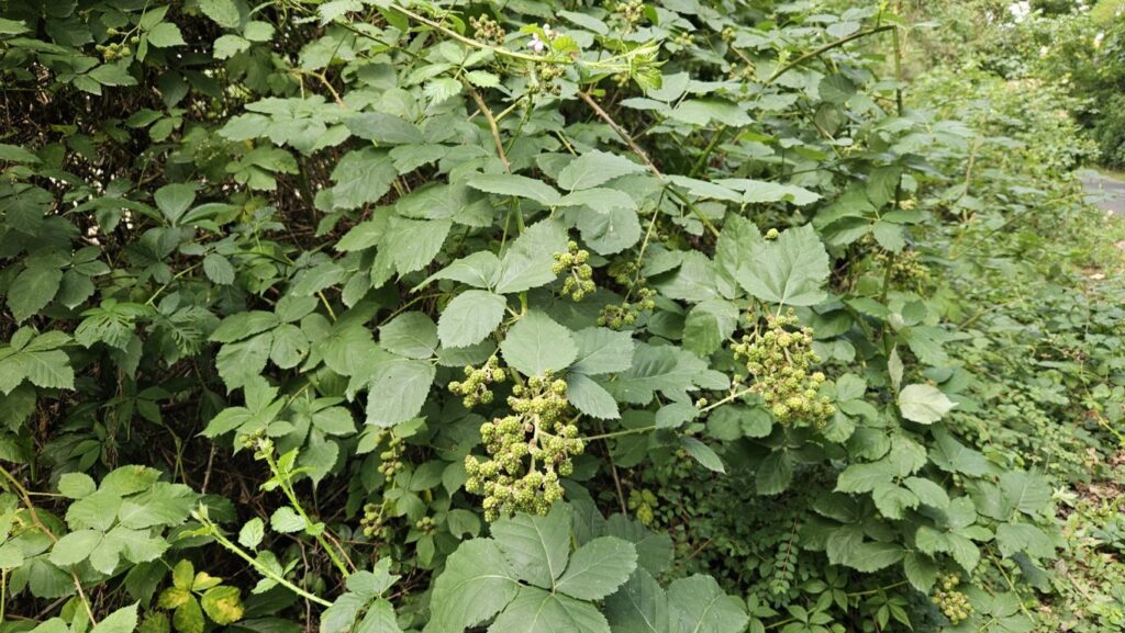 Brombeeren essbare Stadt