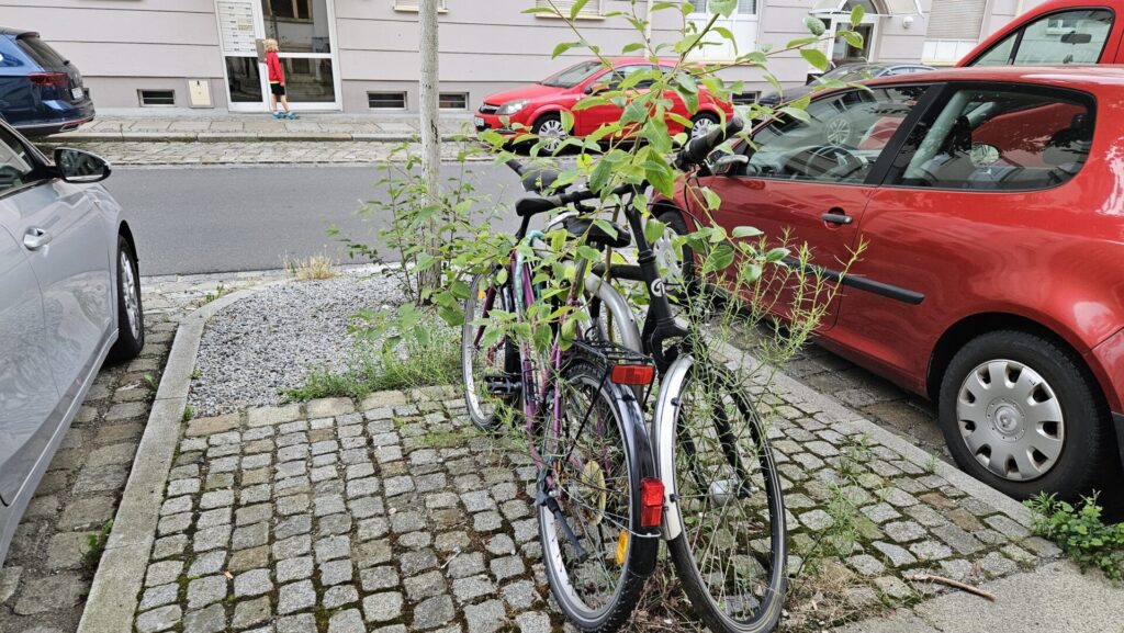 Fahrradbügel, Menageriestraße oder Rankhilfe für Unkraut?