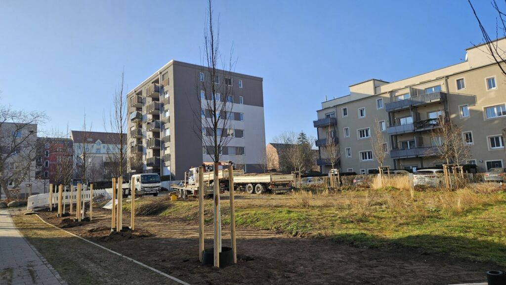 Neue Bäume für die Grüne Mitte in der Friedrichstadt