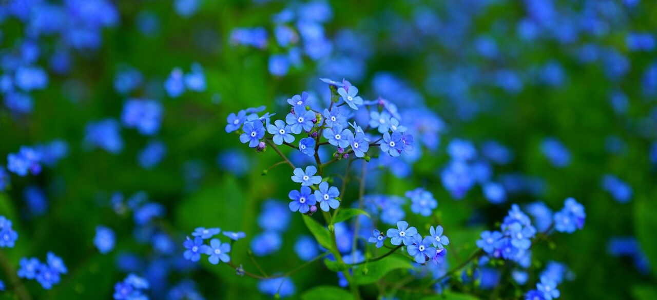 vergissmeinnicht