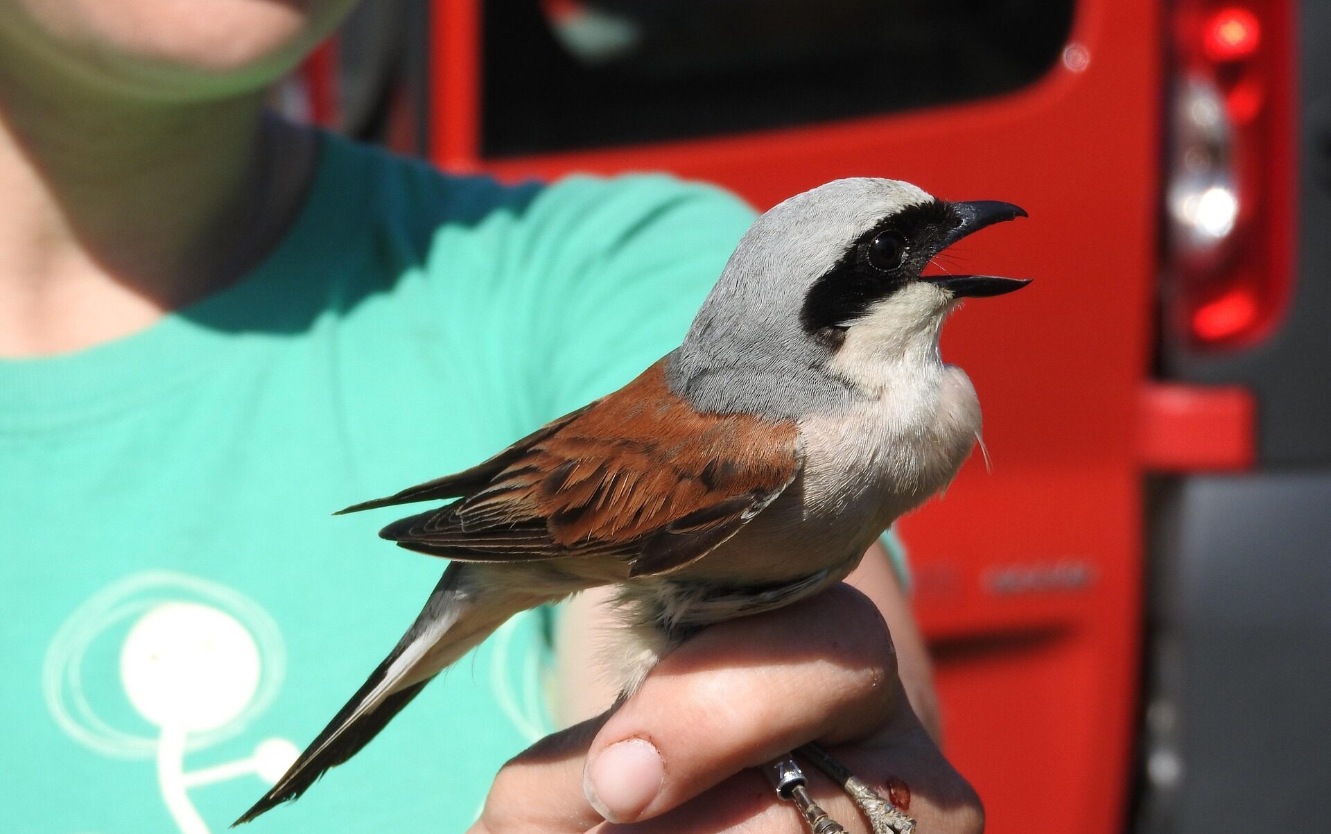 Neuntöter maky_orel Pixabay