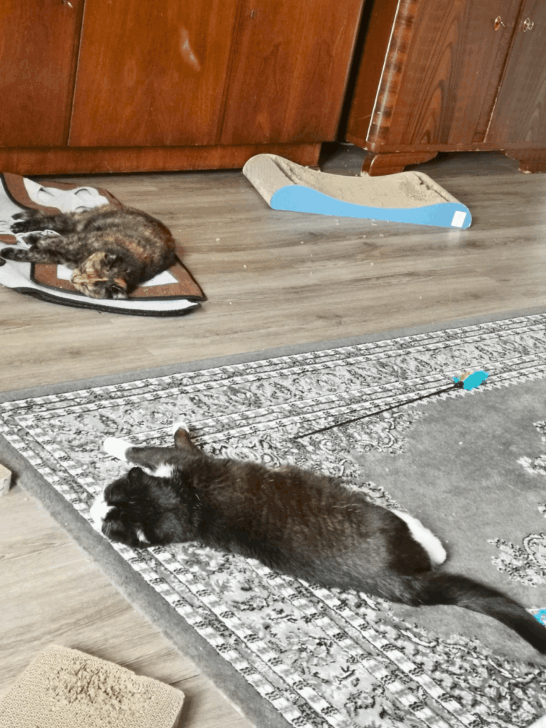 Kühlmatten helfen bei Katzen, wenn es warm ist