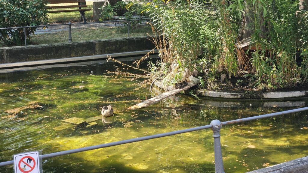 Sechs kleine Entchen erobern den historischen Teich im Krankenhauspark Friedrichstadt, während ihre Mutter eine wohlverdiente Siesta hält.
