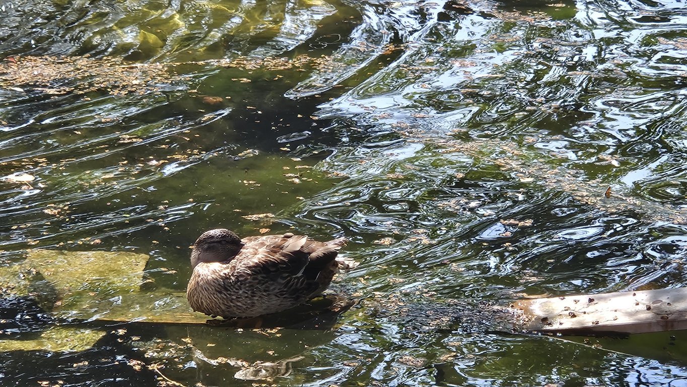 Sechs kleine Entchen erobern den historischen Teich im Krankenhauspark Friedrichstadt, während ihre Mutter eine wohlverdiente Siesta hält.