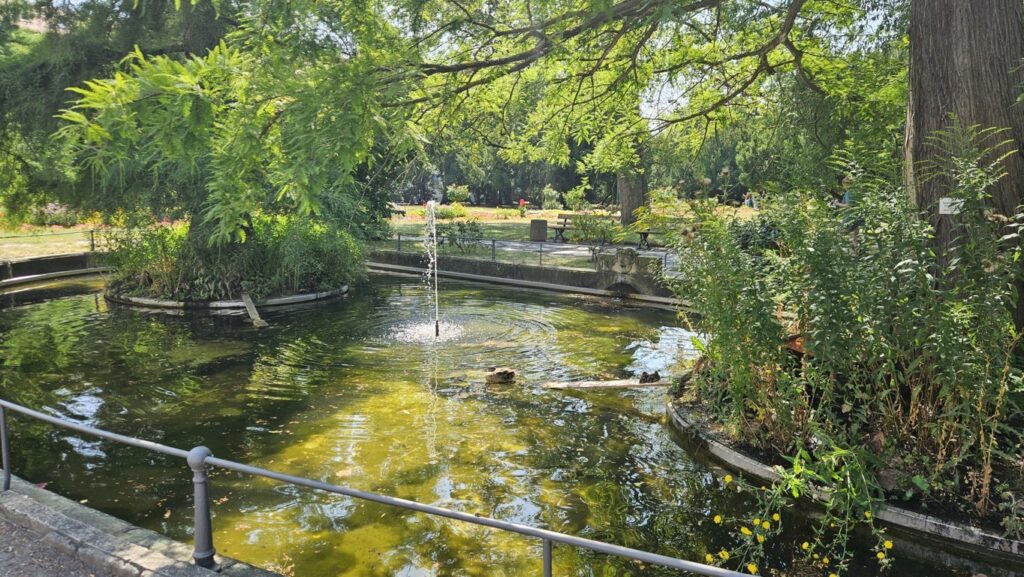 Sechs kleine Entchen erobern den historischen Teich im Krankenhauspark Friedrichstadt, während ihre Mutter eine wohlverdiente Siesta hält.
